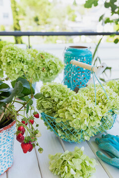Cut panicle hydrangea in a wire basket with strawberries on a balcony table