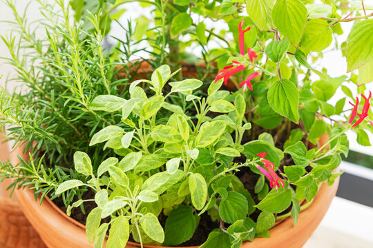 Fresh mixed herb garden in a terracotta pot on a balcony