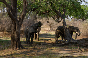 Fototapeta premium Group of large bull African Elephant (Loxodonta africana) foraging as they head towards the Luangwa River in South Luangwa National Park, Zambia