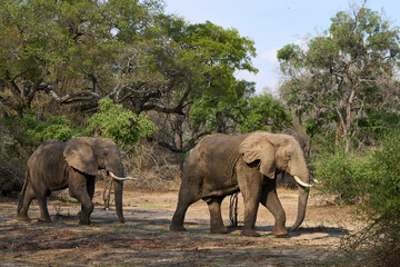 Fototapeta premium Group of large bull African Elephant (Loxodonta africana) foraging as they head towards the Luangwa River in South Luangwa National Park, Zambia