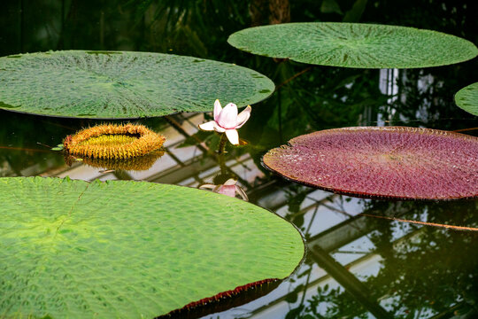 Giant water lily floating in a botanical garden pond