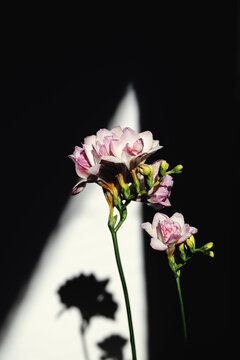 Pink freesia flower with dark shadow in high contrast lighting