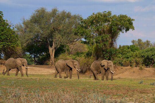 Group of large bull African Elephant (Loxodonta africana) foraging as they head towards the Luangwa River in South Luangwa National Park, Zambia