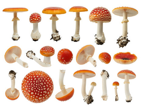 Collection of red and orange amanita muscaria mushrooms isolated on a white background, fungi