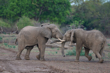Fototapeta premium Bull African Elephants (Loxodonta africana) fighting in South Luangwa National Park, Zambia