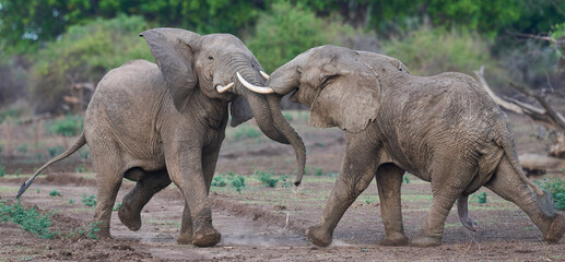Obraz premium Bull African Elephants (Loxodonta africana) fighting in South Luangwa National Park, Zambia