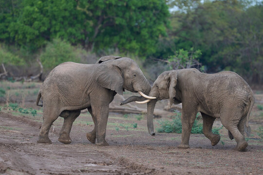 Bull African Elephants (Loxodonta africana) fighting in South Luangwa National Park, Zambia