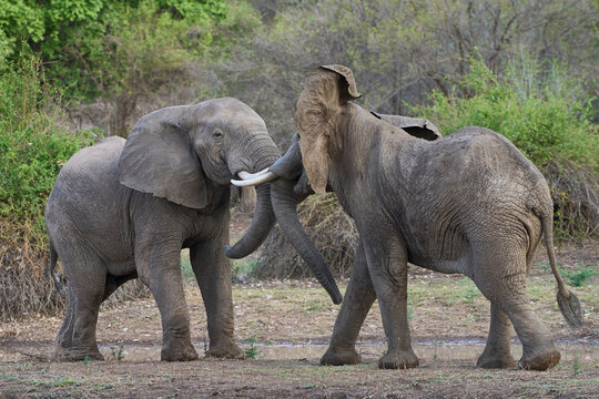 Bull African Elephants (Loxodonta africana) fighting in South Luangwa National Park, Zambia