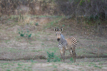 Obraz premium Crawshay's zebra (Equus quagga crawshayi) crossing a mud and water filled gully in South Luangwa National Park, Zambia