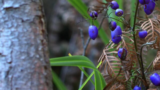 Dianella tasmanica berries in vivid blue color seen in wild habitat Nebraska, USA