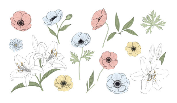 Modern minimalist floral collection with hand drawn lily poppy and anemone botanical elements vector design