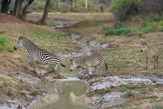 Crawshay's zebra (Equus quagga crawshayi) crossing a mud and water filled gully in South Luangwa National Park, Zambia