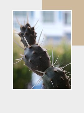 Close up of Paper Spine Cactus (Tephrocactus articulatus ) design and empty space for text on a beautiful greeting card or banner 