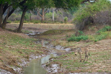 Obraz premium Crawshay's zebra (Equus quagga crawshayi) crossing a mud and water filled gully in South Luangwa National Park, Zambia