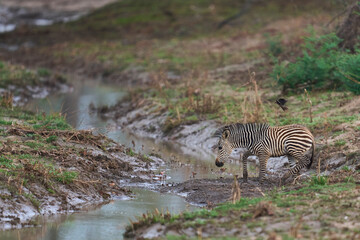 Obraz premium Crawshay's zebra (Equus quagga crawshayi) crossing a mud and water filled gully in South Luangwa National Park, Zambia