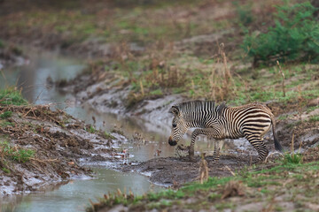 Obraz premium Crawshay's zebra (Equus quagga crawshayi) crossing a mud and water filled gully in South Luangwa National Park, Zambia