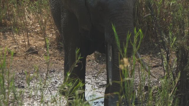 A slow-motion extreme close-up captures an elephant drawing water into its trunk and spraying it across its body among reeds, Kruger National Park.