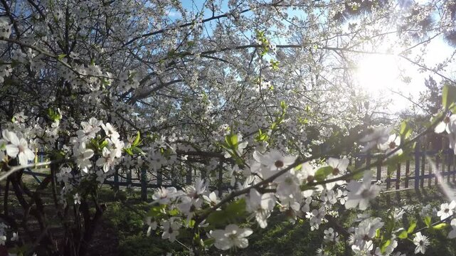 Early spring and a flowering tree in the suns rays in the park