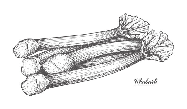 Hand drawn of fresh rhubarb stalks with leaves white vegetable food healthy