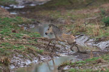 Obraz premium Crawshay's zebra (Equus quagga crawshayi) crossing a mud and water filled gully in South Luangwa National Park, Zambia