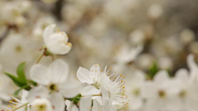 Early spring and white flower on tree branch close by, nature blooming in sunlight, many flowers