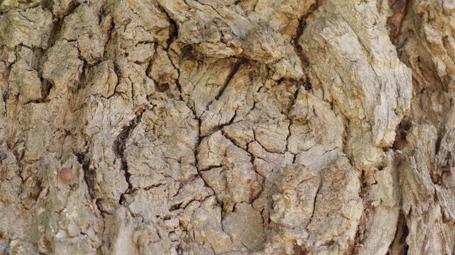 Detailed macro view of rugged, cracked tree bark showing complex patterns and natural brown textures in clear, even daylight. No people visible.