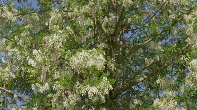 Lush white blossoms cover a vibrant tree in full spring bloom under a bright blue sky. Crisp, clear daylight and dynamic wide angle composition.