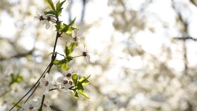 Early spring and white flower on tree branch, many flowers and sun rays, spring flowers