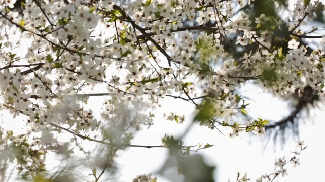Early spring and white flower on tree branch, nature blooming in sunlight, many flowers
