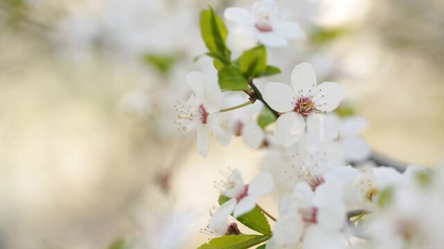 Early spring and white flower on tree branch, many flowers and sun rays, spring flowers in macro
