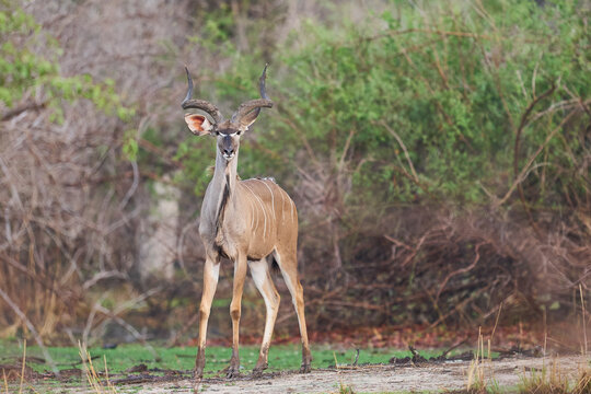 Group of male Greater Kudu (Tragelaphus strepsiceros) browsing for food in South Luangwa National Park, Zambia