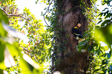 Great hornbill feeding on tree bird nest ecosystem health of wildlife © themorningglory