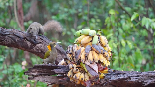 woodpecker has an olive green body and a bright yellow crest bird eating banana. Bird watching in natural habitats in the forest.