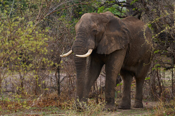 Fototapeta premium Bull African Elephant (Loxodonta africana) feeding in a wooded area in South Luangwa National Park, Zambia