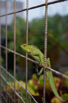 "Sharp close-up of a vibrant green lizard perched on a rusty metal fence. The reptile with detailed scales and dorsal spines is captured in profile against a soft blurred green background. Natural lig