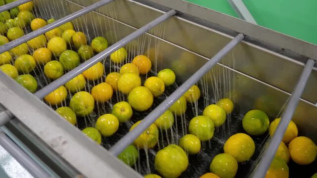 Close-up of industrial fruit washing machine cleaning green oranges with high-pressure water sprays.