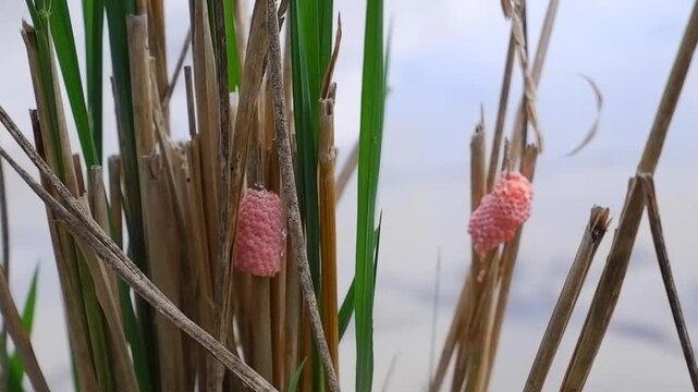 Pink apple snail eggs attached to rice stalks in a paddy field