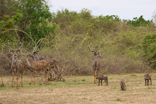 Male Greater Kudu (Tragelaphus strepsiceros) and Warthog (Phacochoerus aethiopicus) feeding in a clearing in  South Luangwa National Park, Zambia