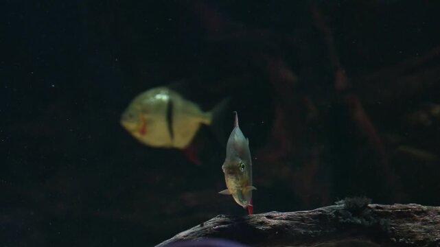 Close up of piranhas moving slowly with visible teeth and shimmering scales filmed in slow motion underwater scene