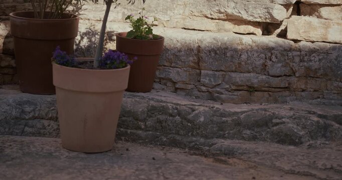 A cat walks beside potted plants on stone steps near old walls in Istria.