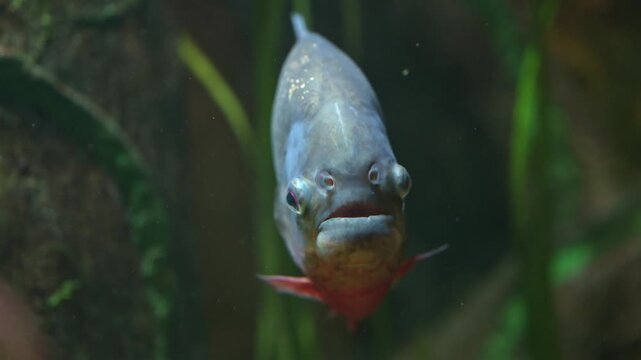 Group of piranhas swimming quietly while waiting for prey with detailed close shots of jaws and teeth in slow motion