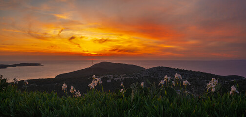 Fototapeta premium A panoramic view of blooming irises on a mountainside, with a beautiful sky in the background