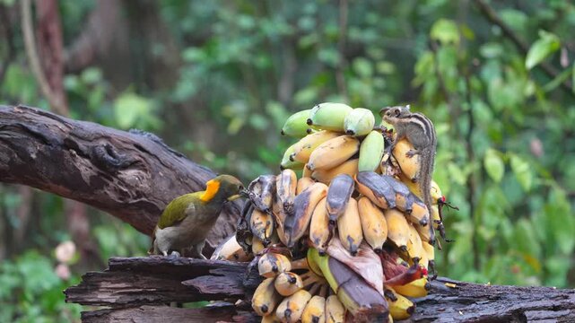 woodpecker has an olive green body and a bright yellow crest bird eating banana. Bird watching in natural habitats in the forest.
