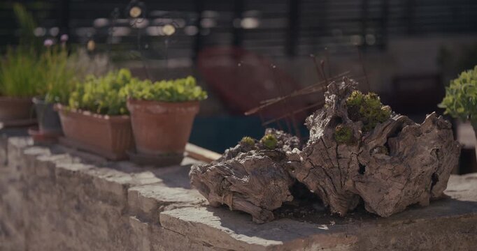 A wooden log used as a planter with small plants sits on a stone wall beside potted greenery in Istria.