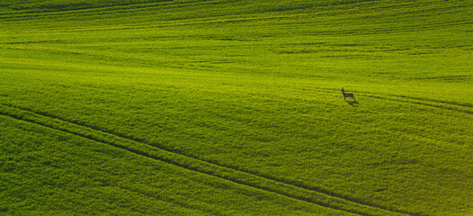 Fototapeta premium A green carpet of young grain across the rolling fields of Germany