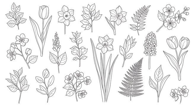 Botanical illustrations of various flowers.