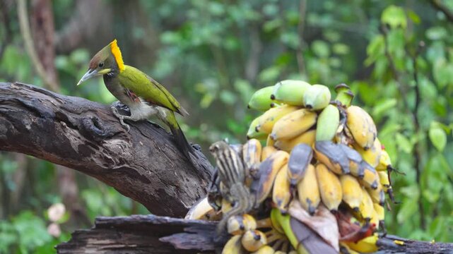 woodpecker has an olive green body and a bright yellow crest bird eating banana. Bird watching in natural habitats in the forest.