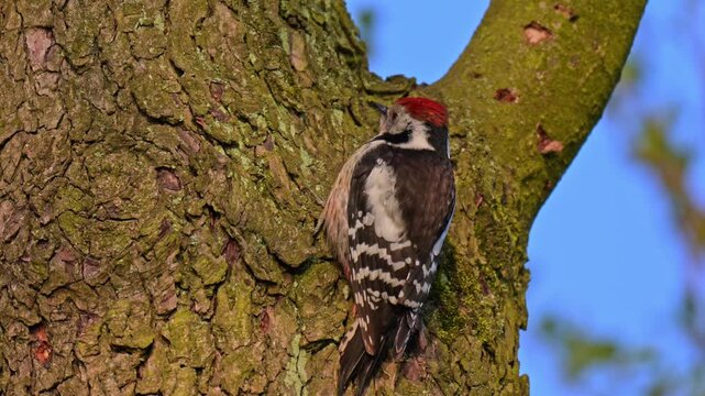 Woodpecker climbing tree trunk while foraging recorded in slow motion with clear subject separation and warm morning light