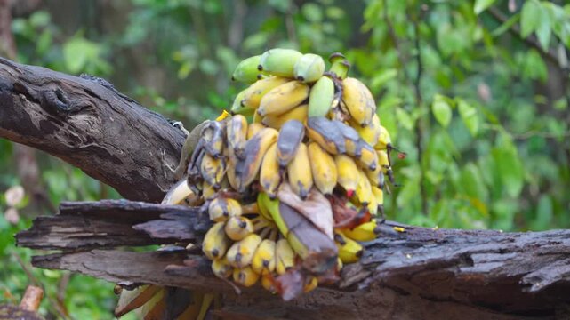 Greater Yellownape (Chrysophlegma flavinucha ) woodpecker has an olive green body and a bright yellow crest bird eating banana. Bird watching in natural habitats in the forest.