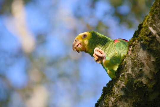 Yellow-headed amazon parrot eating walnut perched on tree trunk